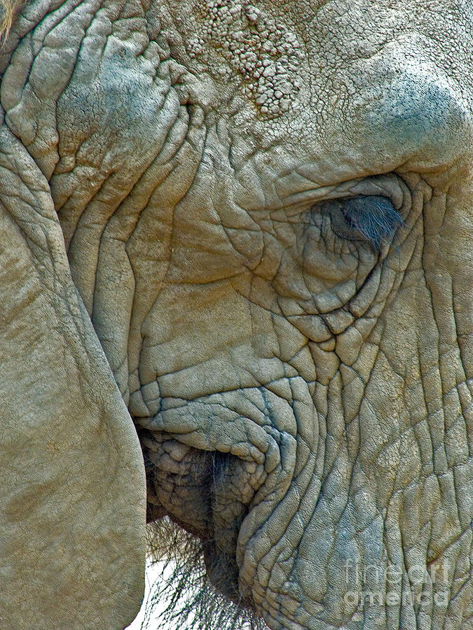Elephants Face Photograph by Mae Wertz