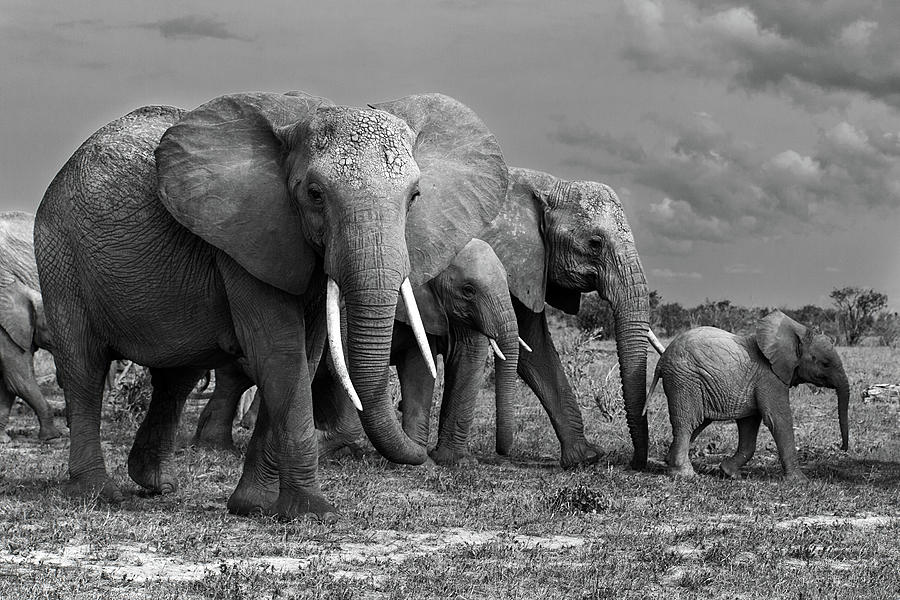 Black And White Photograph - Elephants Family by Massimo Mei