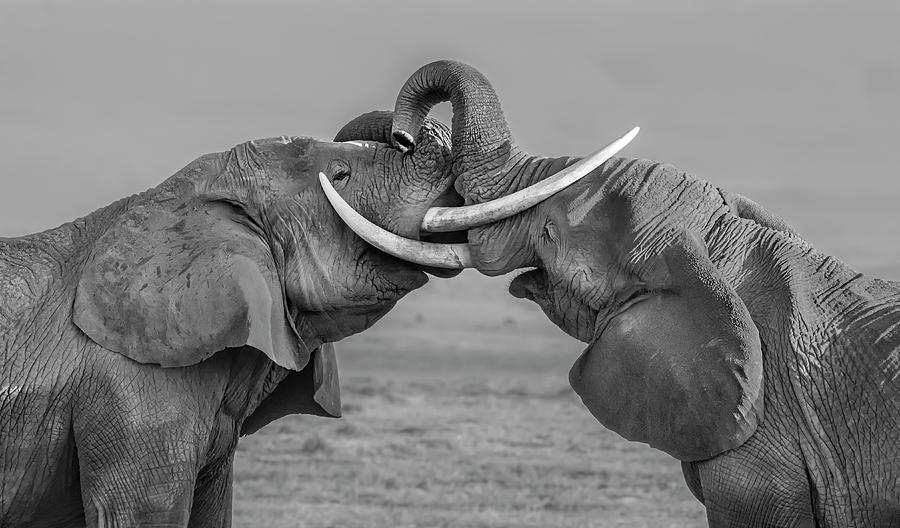 Elephants Fighting Photograph by Yun Wang