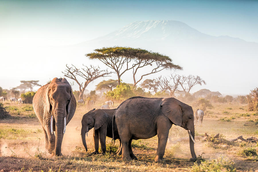 Elephants grazing at Amboseli with Kilimanjaro Photograph by 1001slide