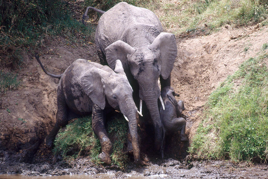 Elephants Helping Calf Photograph by Charles Angelo