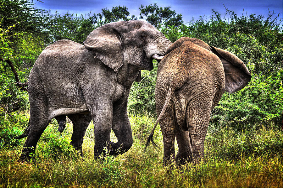 Elephants In Africa Photograph