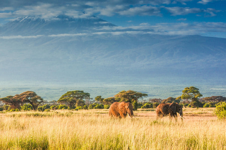 Elephants In Front Of Mount Kilimanjaro Photograph by 1001slide