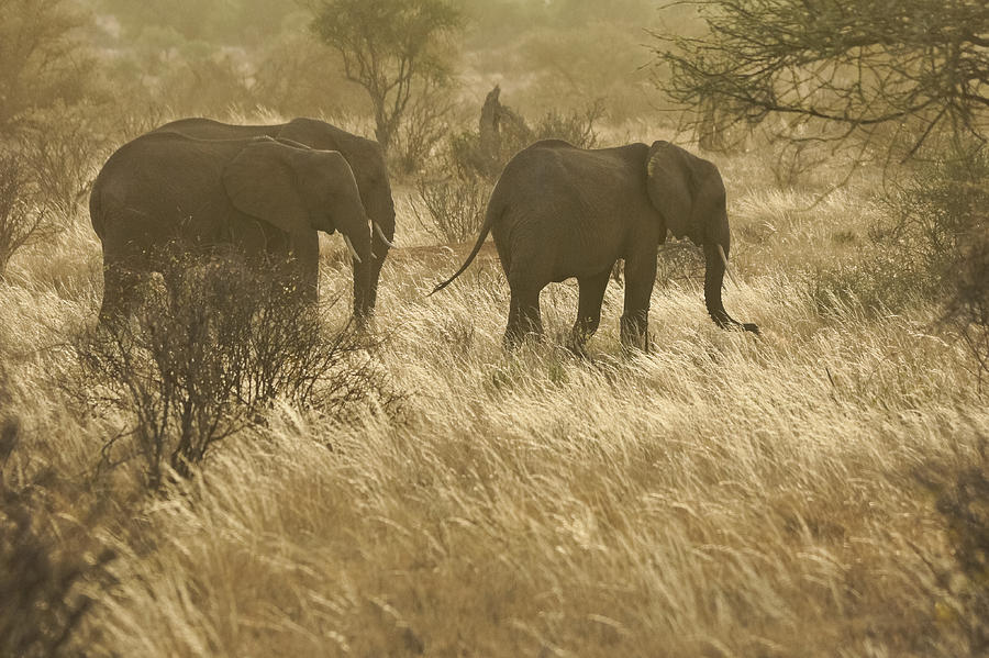 Elephants in Golden Grasses Photograph by Michele Burgess