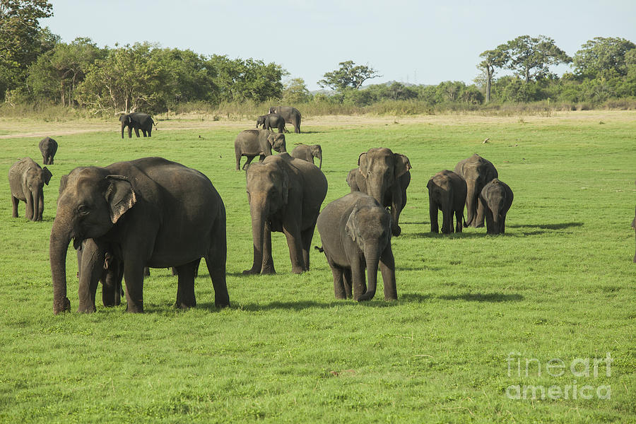 Elephants in Minneriya NP Photograph by Patricia Hofmeester