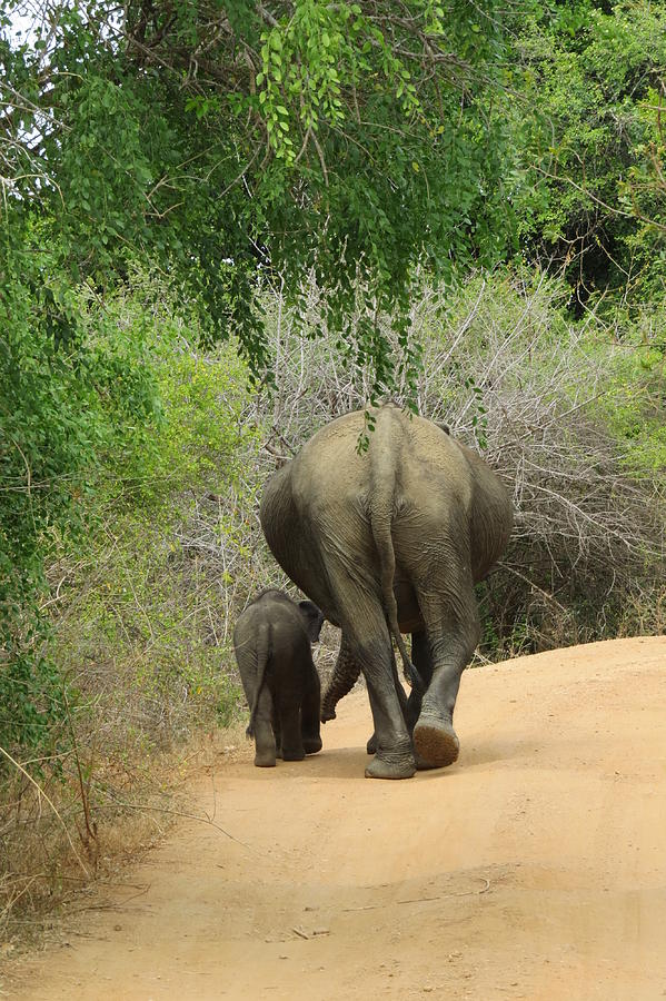 Elephant Photograph - Elephants in the Rear by Kathleen Cicchetti Elephant Photograph - Elephants in the Rear by Kathleen Cicchetti