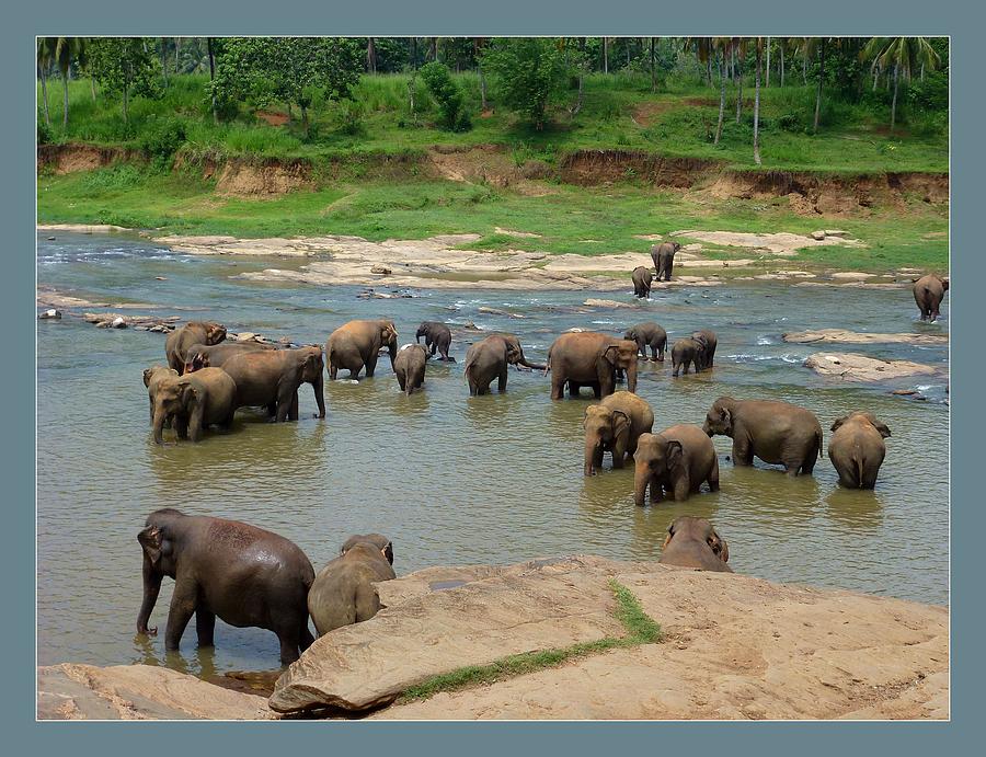Elephant Photograph - Elephants in the River by Ajithaa Edirimane