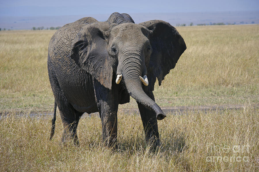 Elephants Photograph by John Shaw