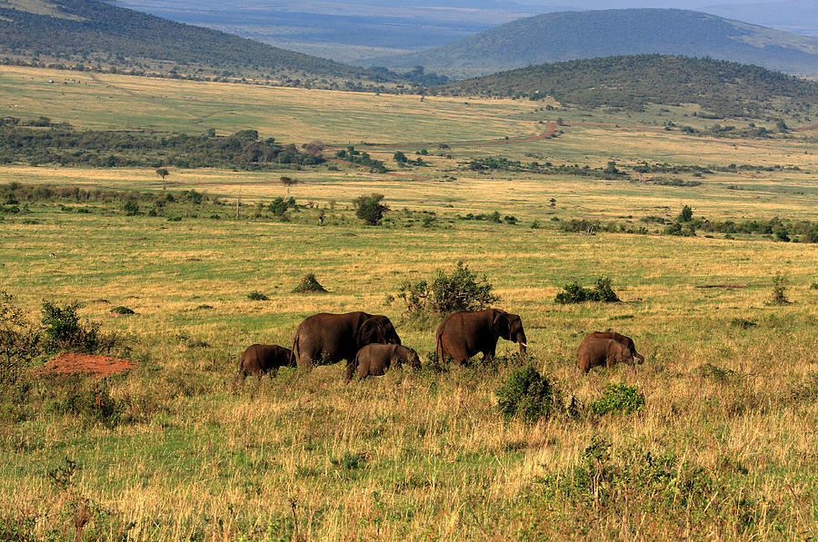Elephants Of The Masai Mara Photograph by Aidan Moran