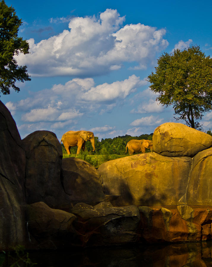 Elephants on the Ridge Photograph by Jonny D