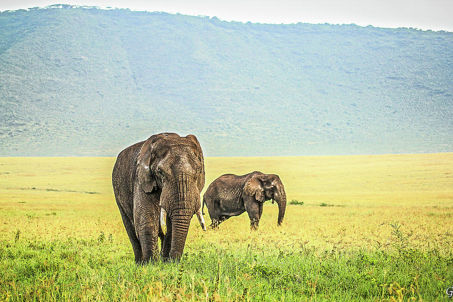 Elephants Photograph by Photo By Diane J Geddes, Winnipeg, Canada Elephants Photograph by Photo By Diane J Geddes, Winnipeg, Canada