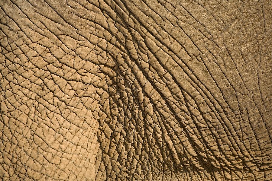 Elephants Skin Photograph