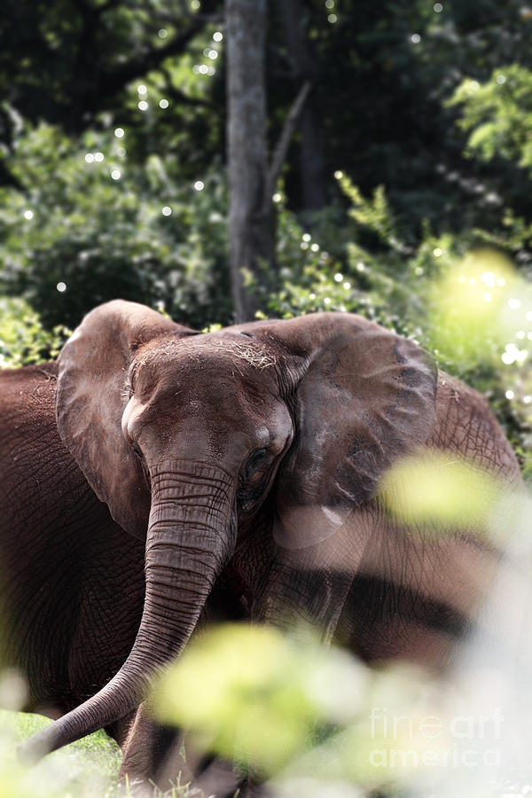 Elephants Photograph by Stephanie Frey