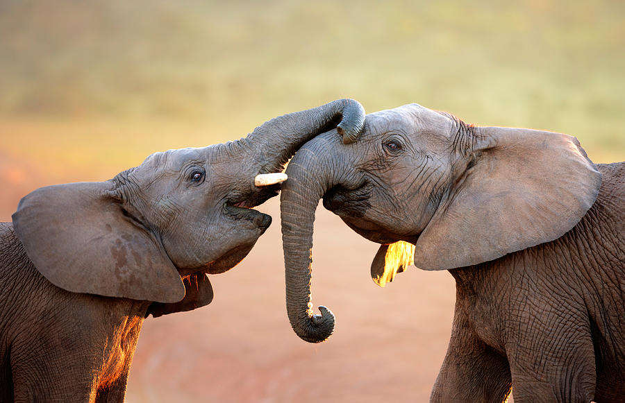 Elephant Photograph - Elephants touching each other by Johan Swanepoel