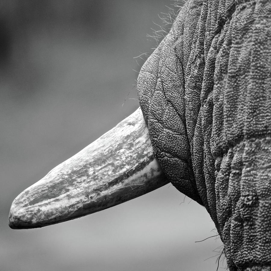 Elephants Tusk Photograph by Hermenau
