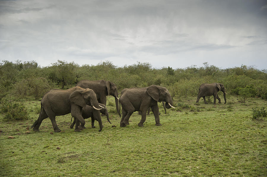 Elephants Photograph by Wade Aiken