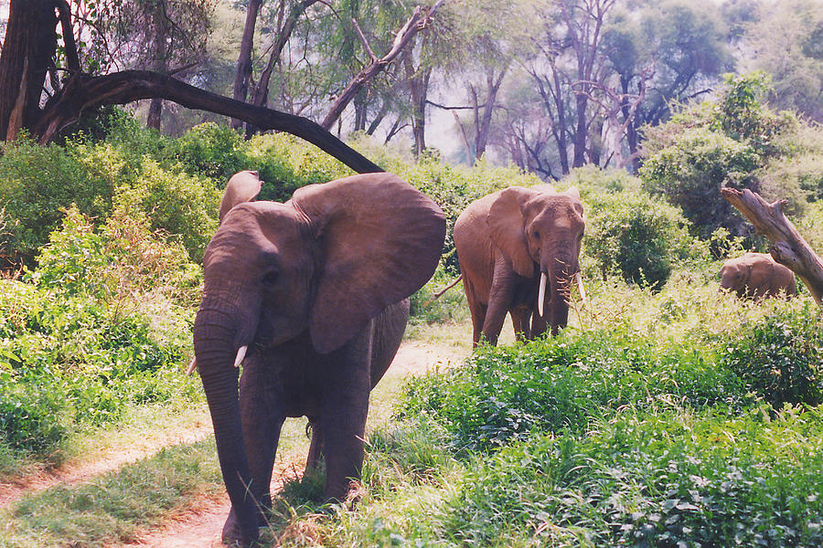 Elephants Walking Photograph by Belinda Greb