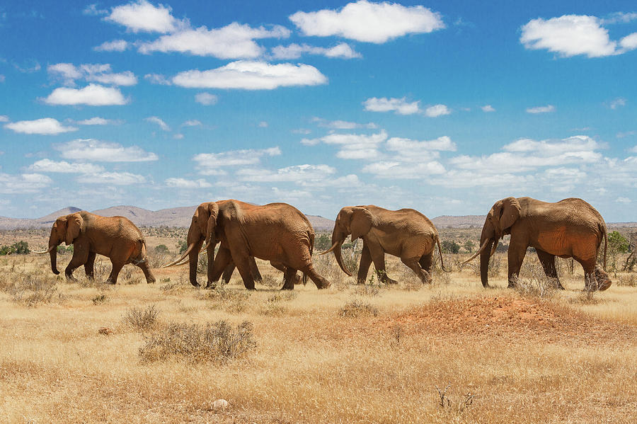 Elephants Walking In The Queue Photograph by Antonio Zanghì