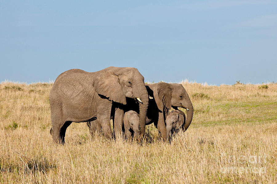 Elephants With Calves Photograph by Monika Bhm