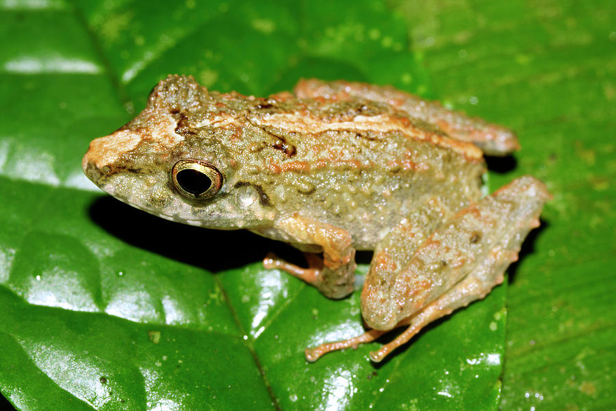 Eleutherodactylus Frog Photograph by Dr Morley Read/science Photo ...