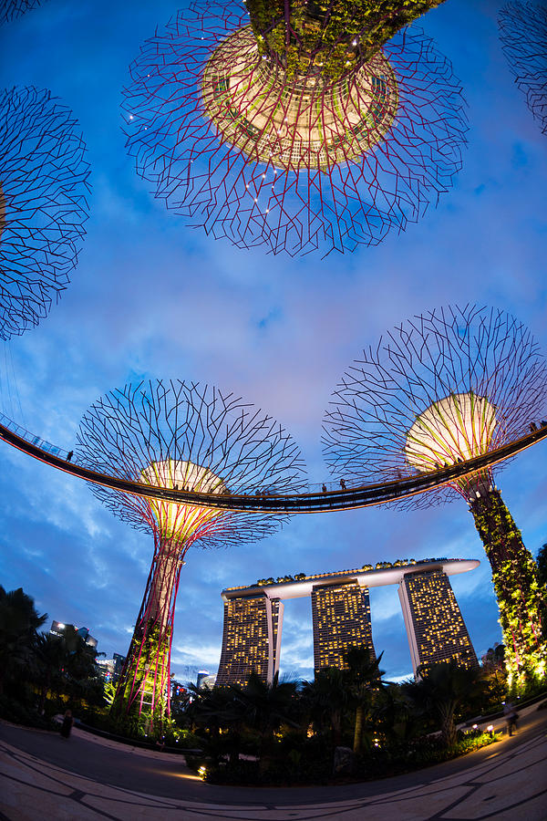 Elevated Walkway At Gardens By The Bay Photograph By Panoramic Images 