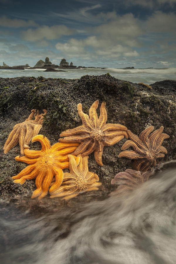 Eleven-armed Sea Stars At Low Tide Photograph by Colin Monteath