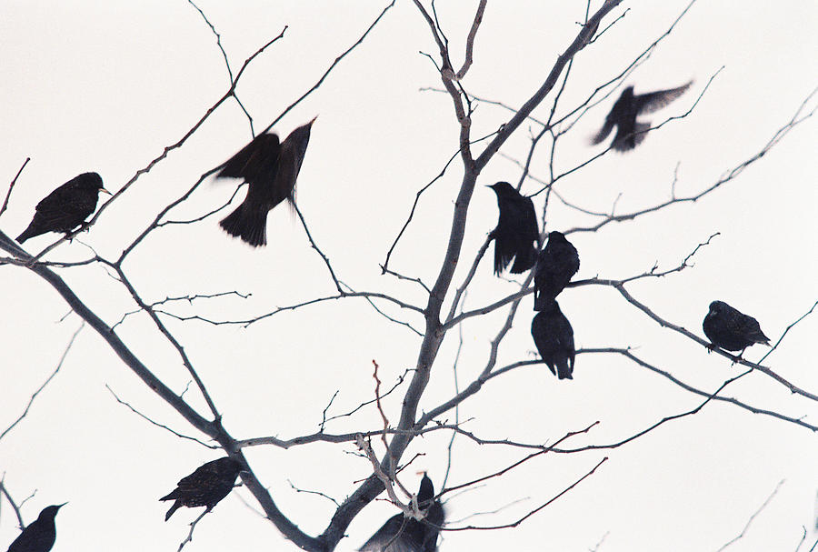 Eleven Birds One Morsel Photograph by Ric Bascobert