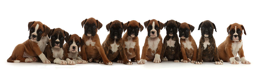 Eleven Boxer Puppies, 6 Weeks Old Photograph by Mark Taylor