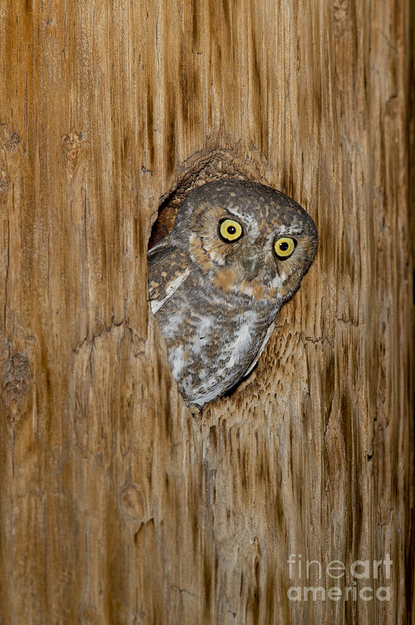 Elf Owl Photograph by Anthony Mercieca