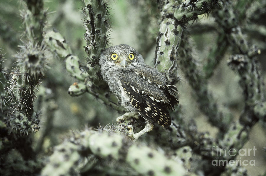 Elf Owl Photograph by Art Wolfe