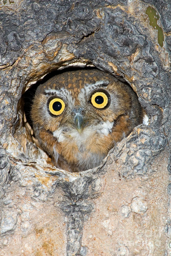 Elf Owl nesting in tree cavity Photograph by Craig K Lorenz