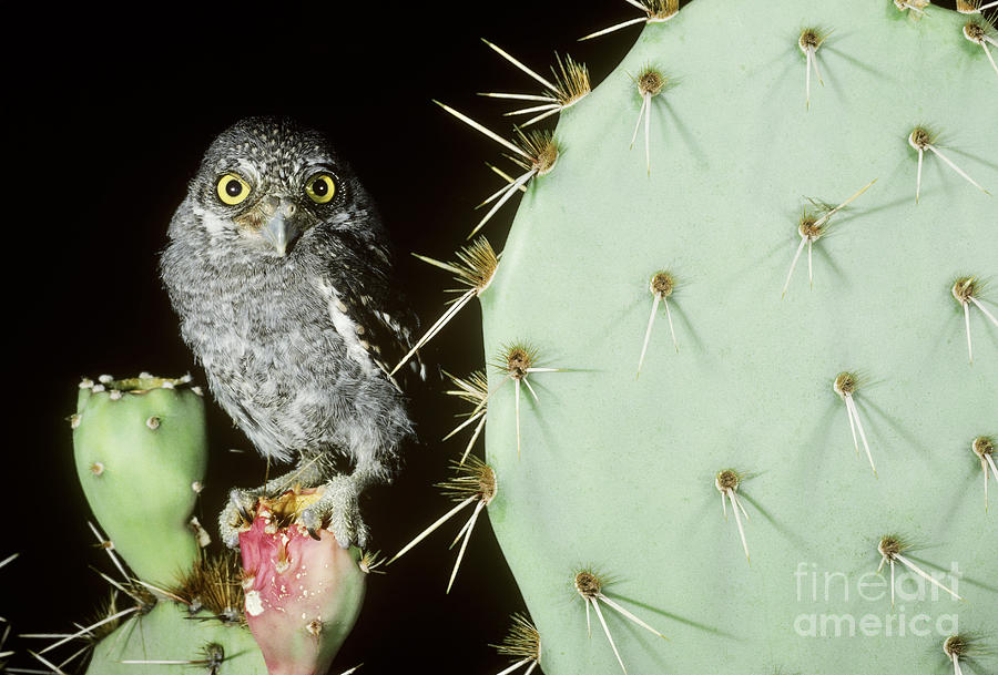 Elf Owl Owlet Photograph by Art Wolfe