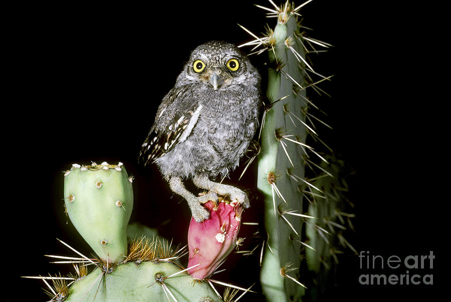 Elf Owlet Photograph by Art Wolfe