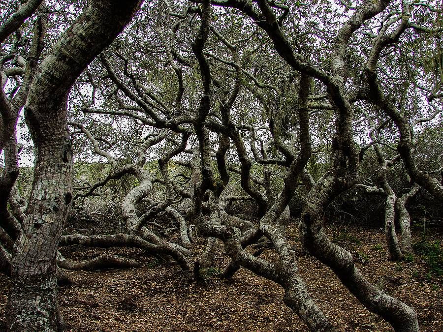 Elfin Forest Photograph by Carl Moore