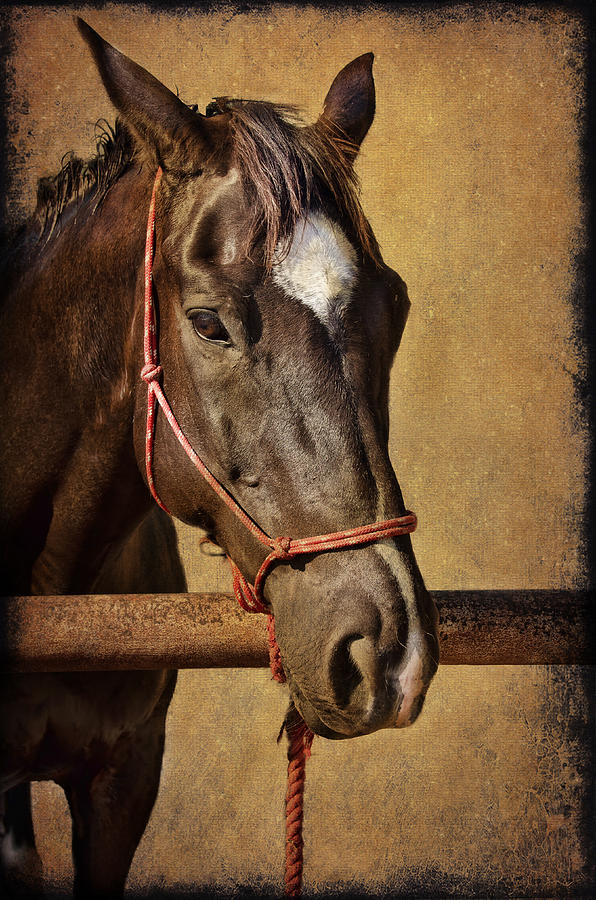 Horse Photograph - Eli by Barbara Manis