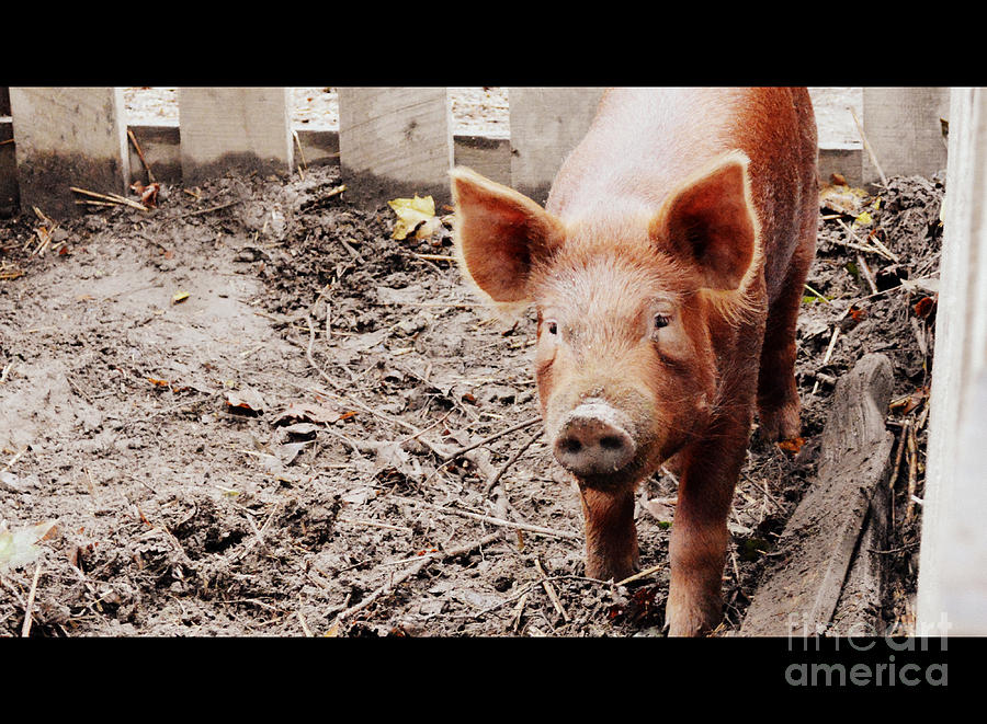 Pig Photograph - Elinore of Lucerne by Karin Everhart
