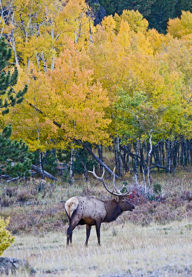 Rocky Mountain National Park Photograph - Elk and Autumn Aspens by Patrick Derickson