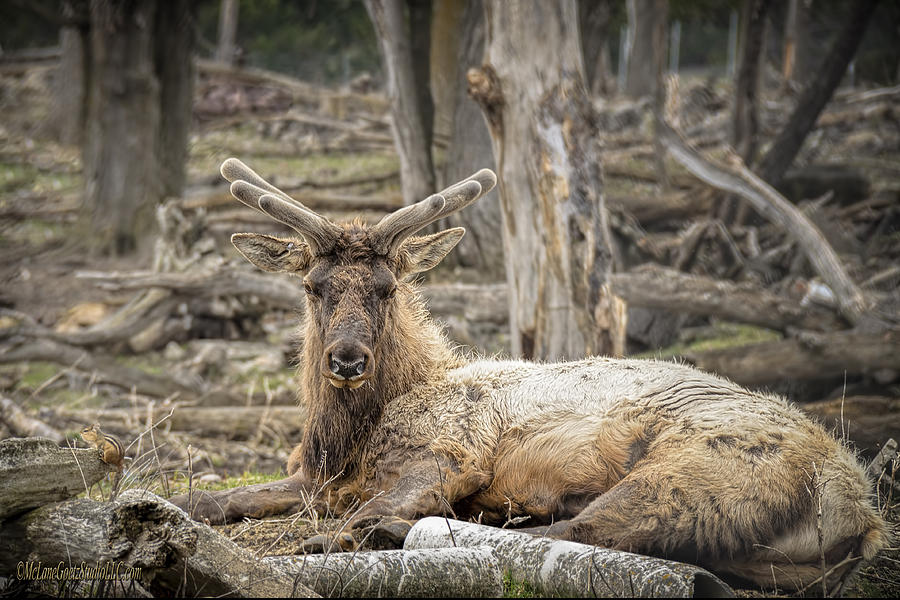Elk And Chipmunk Photograph