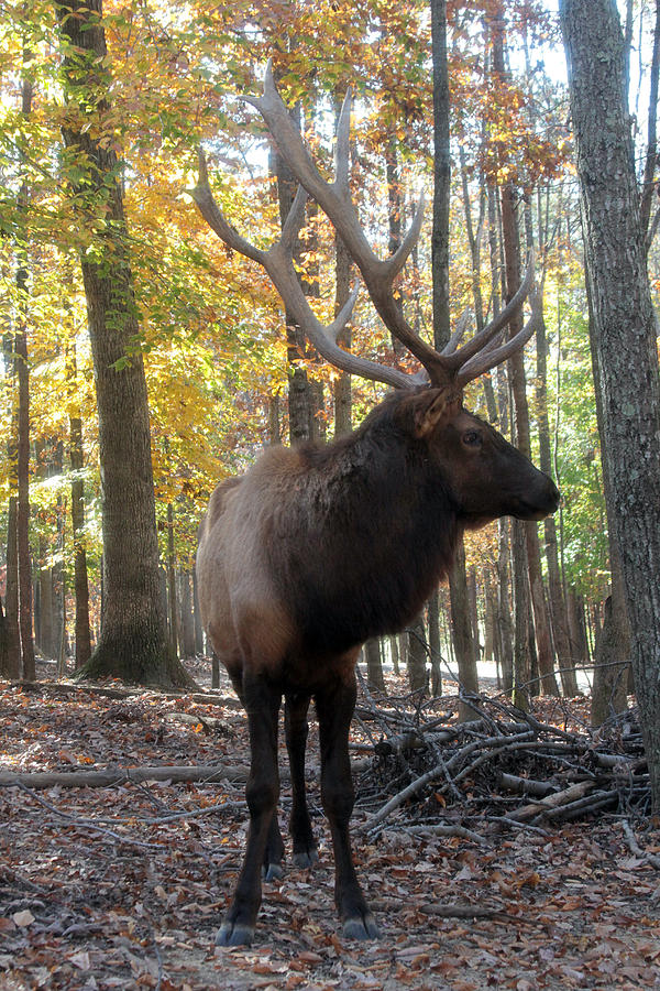 Elk and his rack Photograph by Dwight Cook