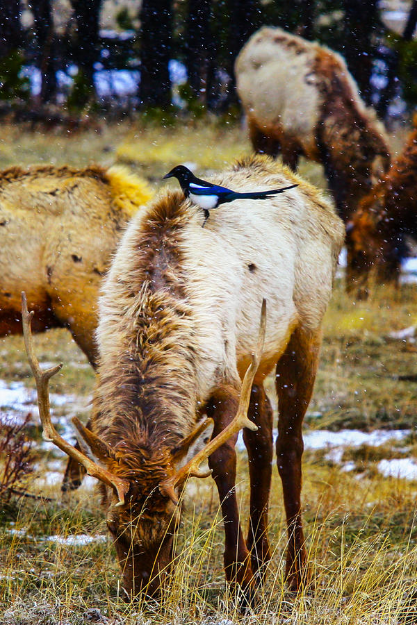 Elk and Magpie Photograph by Juli Ellen