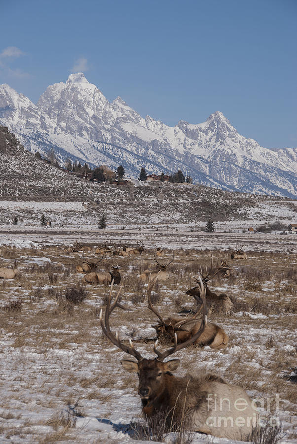 Elk and the Grand Tetons Photograph by Juli Scalzi