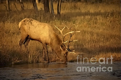 Elk-animals-image-1 Photograph
