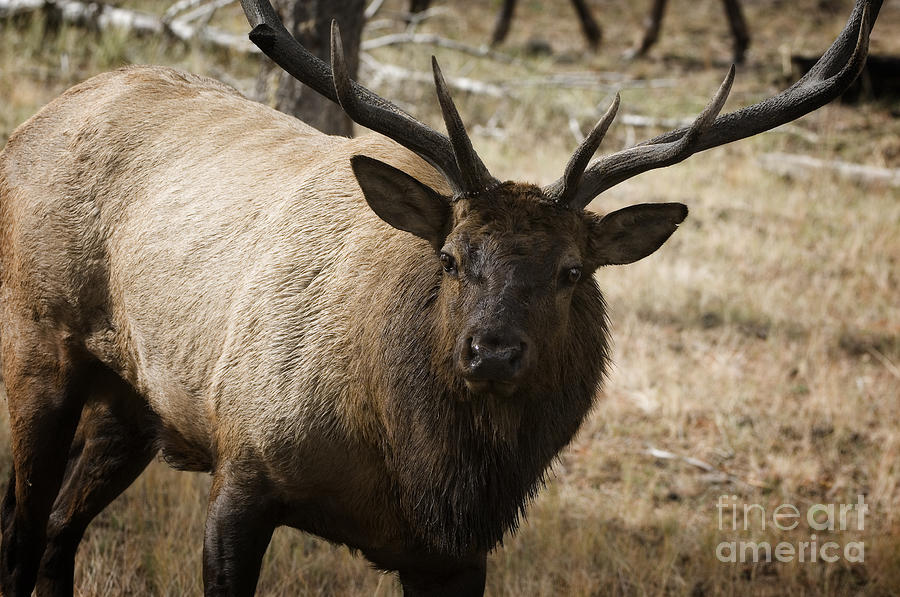 Elk-animals-image Photograph