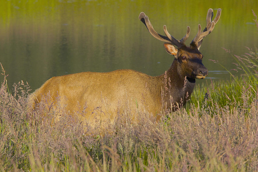 Elk At Dusk Photograph