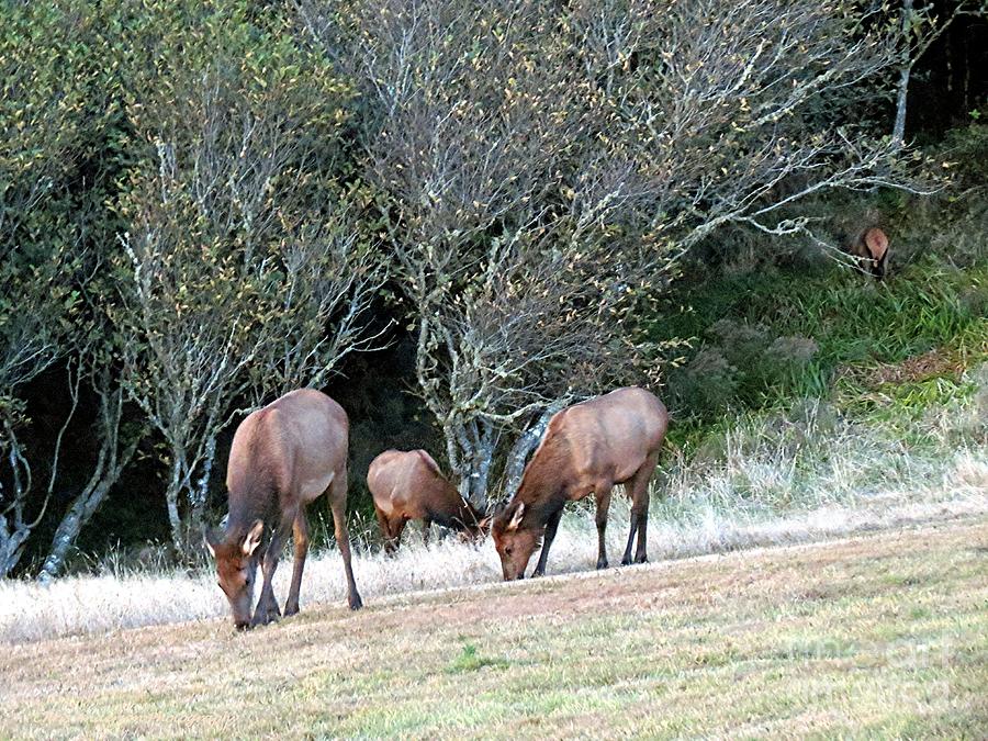 Elk at Ecola State Park Photograph by Chris Anderson