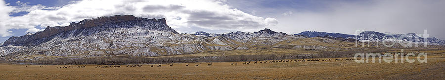 Elk At Sheep Mountain - 21x120 Photograph by J L Woody Wooden
