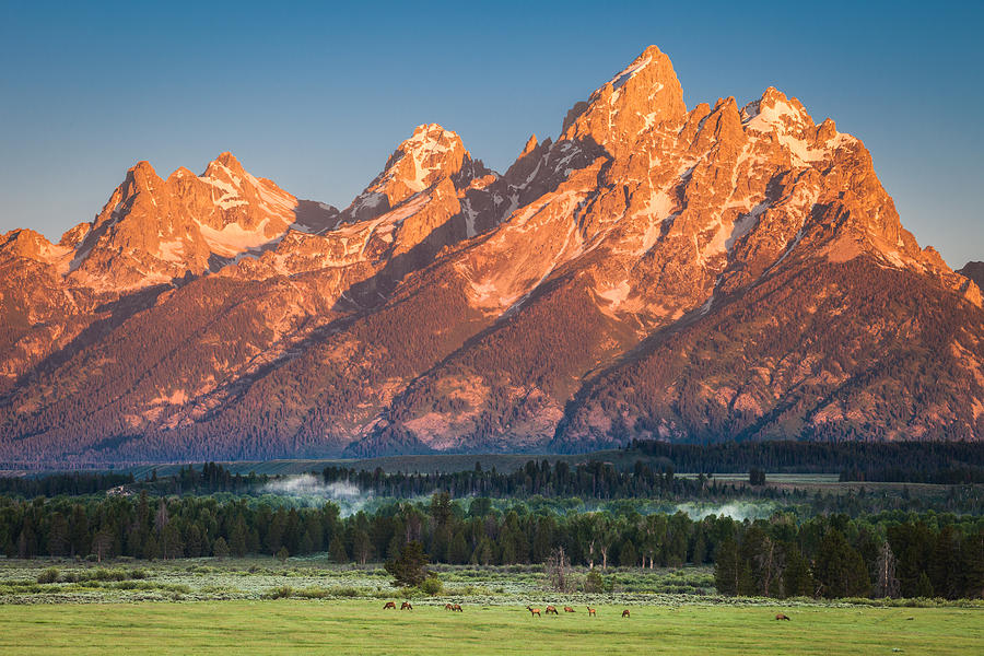 Elk At Sunrise Photograph by Rory Wallwork