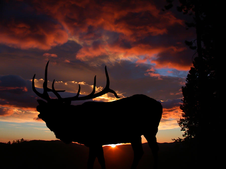 Nature Photograph - Elk At Sunset by Shane Bechler