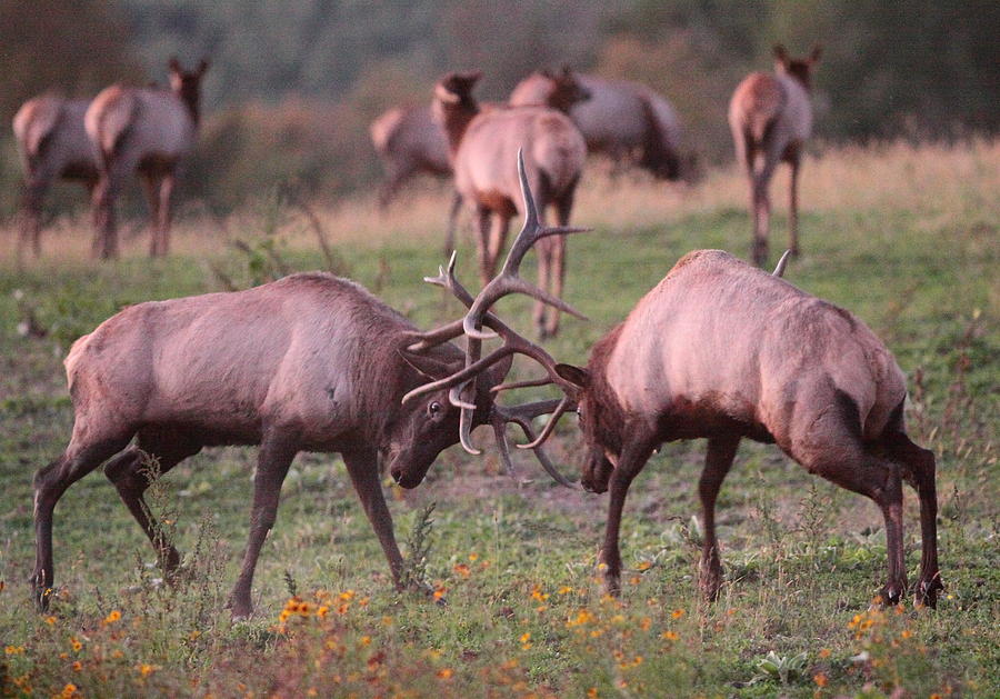 Elk Battle Photograph by Bruce J Robinson