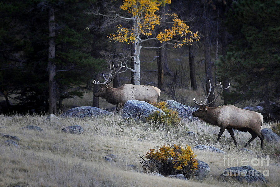 Elk Battle Stalk Photograph by Nava Thompson